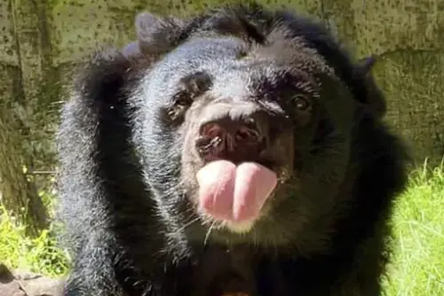 壽山動物園「黑熊奶奶」瑪莉離世！30年優雅生命謝幕　遊客超不捨