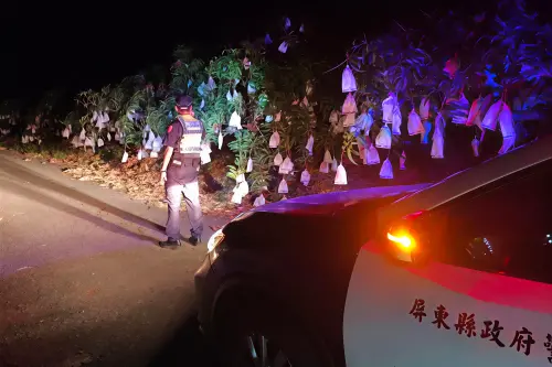 愛文芒果盛產季　枋寮警民聯手護芒行動