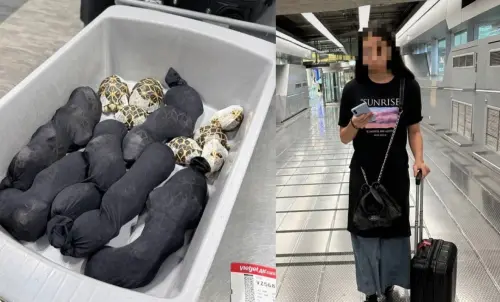 台女走私30隻印度星龜藏身！掀衣掏出驚動泰國海關當場逮人