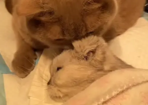 18歲老貓離世！同伴溫柔舔毛「送牠最後一程」：下輩子繼續當家人