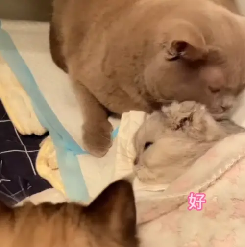 ▲貓奶奶彌留之際，家中其他兩隻貓咪緩緩靠近，彷彿在送同伴最後一程。（圖／翻攝畫面）