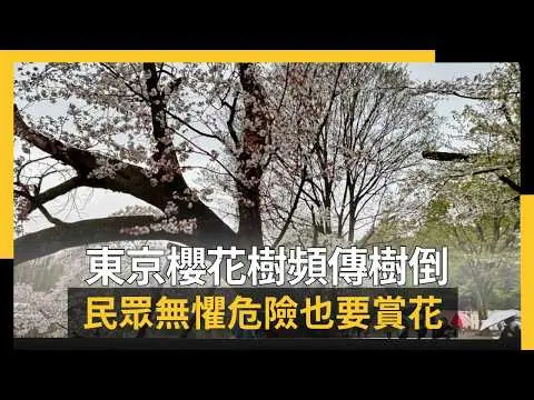 東京櫻花樹頻傳樹倒 民眾無懼危險也要賞花|NOWNEWS