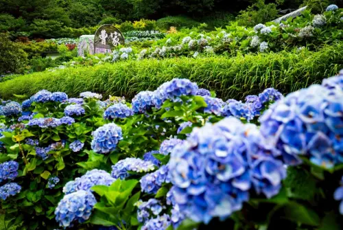 Blue hydrangeas in full bloom in 2025. (Caojia Flower Field Fragrance Facebook)
