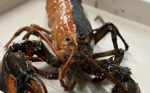 罕見「雙色龍蝦」奇蹟現蹤！機率僅5千萬分之1　逃離餐桌送水族館