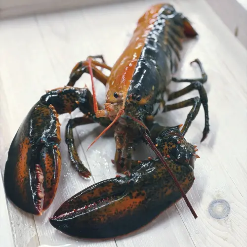 ▲（圖／翻攝自臉書粉專「Wellfleet Shellfish Company」）