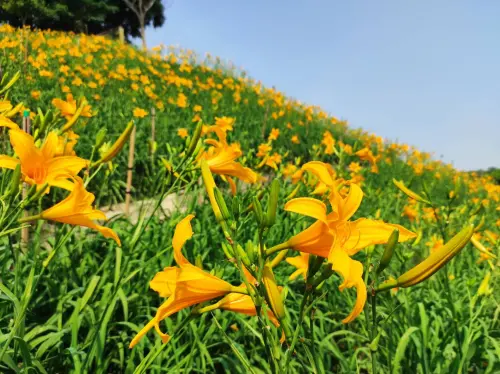 ▲彰化花壇虎山巖的金針花海預計將滿開（圖／取自參山國家風景區管理處臉書）