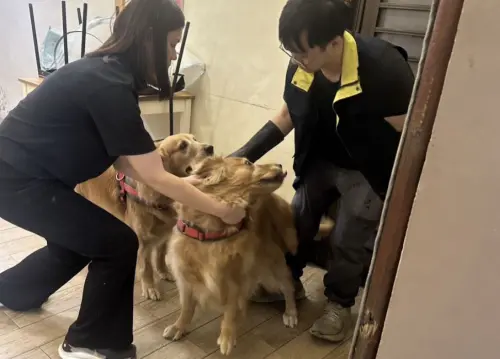 苗栗「獵犬不打獵」爆鞭打店狗！動保處重罰7萬5　餐廳老闆道歉了