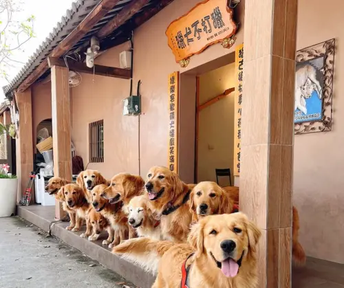 ▲苗栗縣西湖鄉網紅寵物餐廳「獵犬不打獵」店內有 10 隻可愛溫馴的黃金獵犬，近期卻遭檢舉不當管教。（圖／IG@獵犬不打獵）