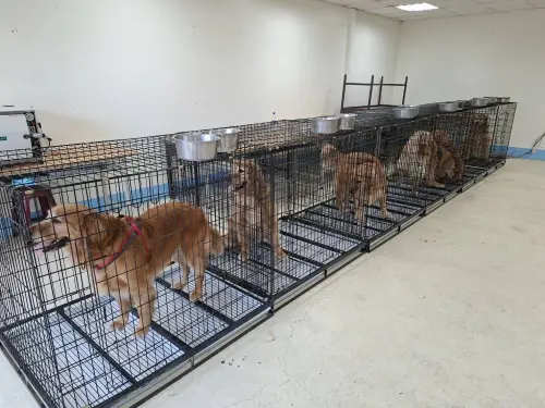苗栗「獵犬不打獵」餐廳爆虐犬案！10黃金獵犬緊急扣留　現況曝光
