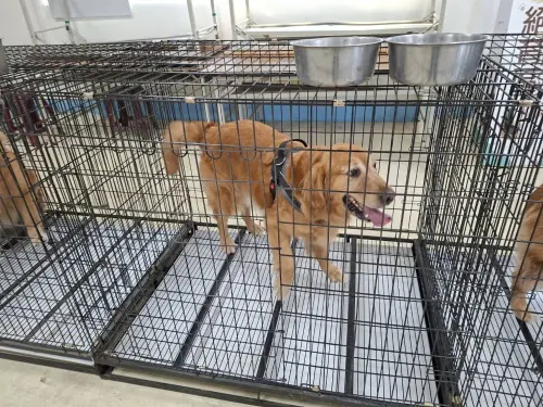 ▲黃金獵犬們目前被帶到苗栗縣動物保護教育園區安置中。（圖／苗栗縣政府）