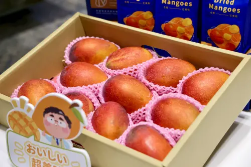 ▲ 台南玉井愛文芒果色澤飽滿、品質優良 將直送日本。（圖／南市府提供）