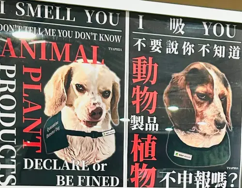 桃園機場檢疫犬日本爆紅！海報表情超凶狠：I吸You　值勤模樣曝光
