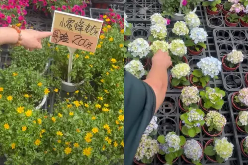 ▲鼓鼓帶母親去花市買花，透露才60幾歲的媽媽快失去表達能力，行為舉止像小孩。（圖／鼓鼓 呂思緯臉書）