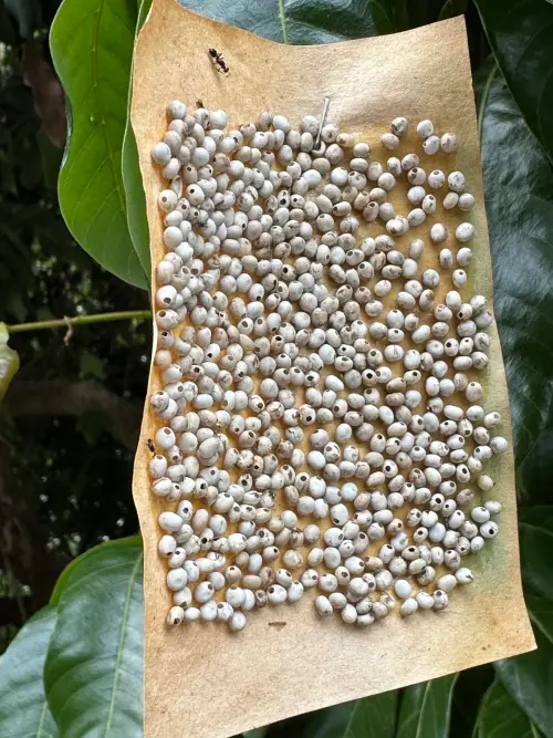 ▲「蓖麻蠶卵片」是農業上用於防治荔枝椿象的生物防治利器。（圖／Threads@yin.k.1119授權提供）