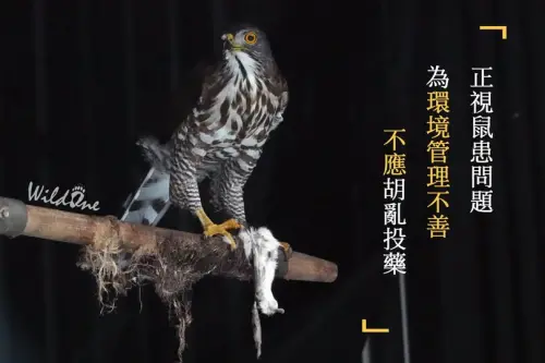 ▲WildOne野灣野生動物保育協會表示投毒滅鼠是最不推薦的下下策。（圖/WildOne野灣野生動物保育協會臉書）