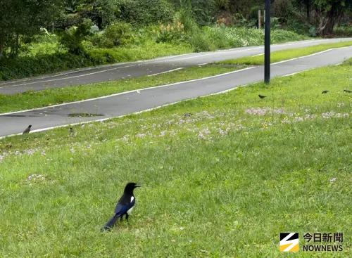 雙北頻傳老鼠出沒！憂誤食老鼠藥　彭啓明籲北市公布投藥地點