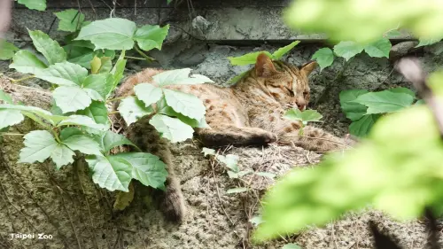 ▲北市動物園感性表示，謝謝石虎「小母」這 19 年來的歲月，以及陪伴大家、推廣保育的溫暖時光。（圖／台北市立動物園）