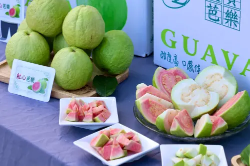 ▲ 今年三月的英國食品展，臺南展售的紅心芭樂也非常受英國市場歡迎。（團／南市府提供）
