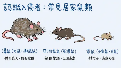 老鼠「2公分小洞」就能鑽！台大教授教三招捕捉法、四大鼠跡速看