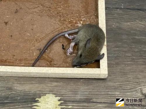 漢他病毒釀1死致恐慌？前台大醫喊不擔心：鼠疫已絕跡