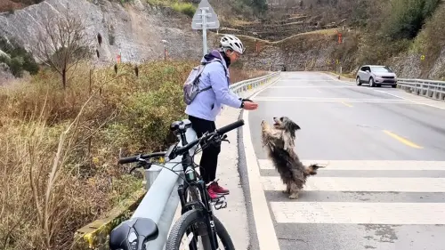 流浪狗連5次狂追腳踏車！牠「1舉動」讓夫妻檔秒收編：想要有家了