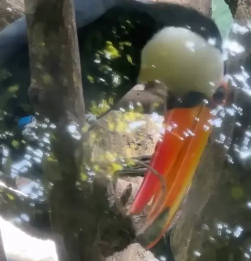 ▲大嘴巨鳥嘴中叼著一隻大型老鼠，過程中還不斷甩頭似乎在玩耍。（圖／Threads＠panda.bao.tw）