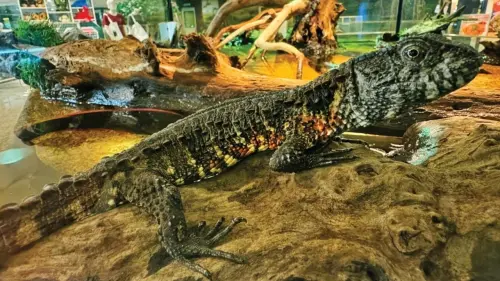 ▲兩名竊賊合力將撬開展示櫃後，帶走動物。（圖／翻攝自Facebook / สวนสัตว์พาต้า）