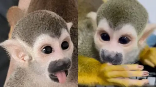 ▲曼谷另一間迷你動物園也傳出松鼠猴遭竊的消息。（圖／翻攝自Facebook/ สวนสัตว์เพื่อนเดรัจฉาน）