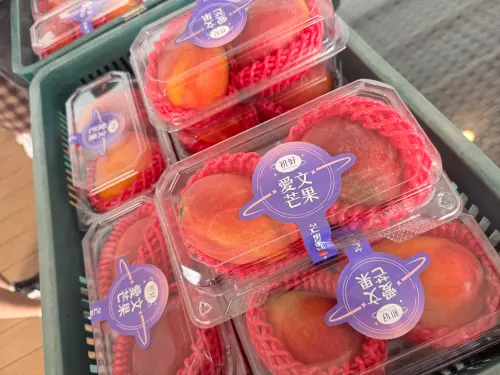 ▲芒果買回家若是1至2天內食用，可以放在室內催熟會更美味，但如果想要拉長保鮮期，就建議放進冰箱。（圖／記者鍾怡婷攝）