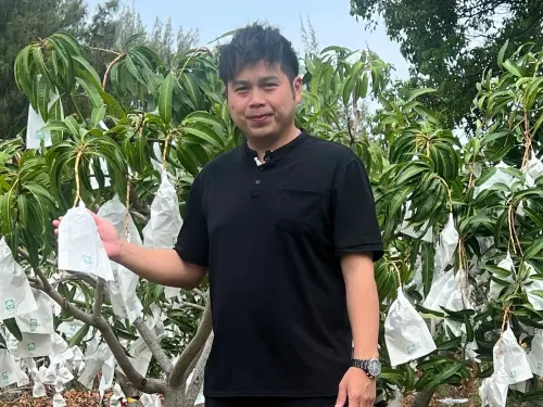 ▲「盧家愛文芒果園」老闆盧旺昇堅持草生栽培並施用牛奶有機肥，成功培育出堪稱芒果界LV的外銷等級芒果。（圖／家樂福提供）