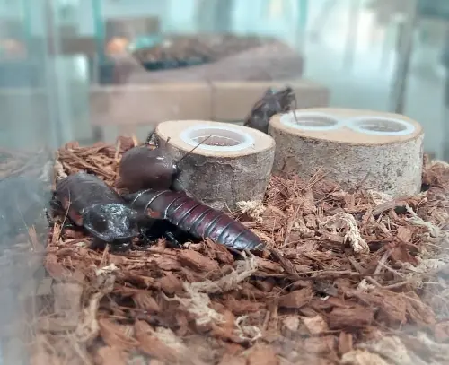 母親節動物園有「蟑螂展」！女性與兒童免費　眾崩潰：懲罰媽媽？