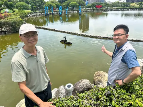豐樂公園黑天鵝落單　教授憂情變民代急尋