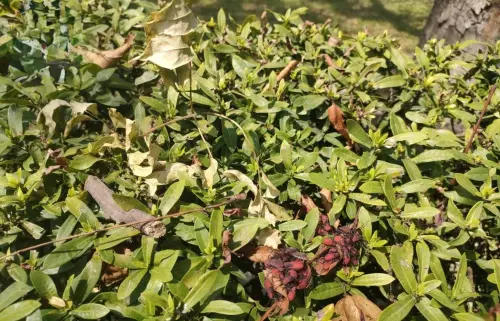 別誤認害蟲　中市紅姬緣椿象與欒樹共生、無危害