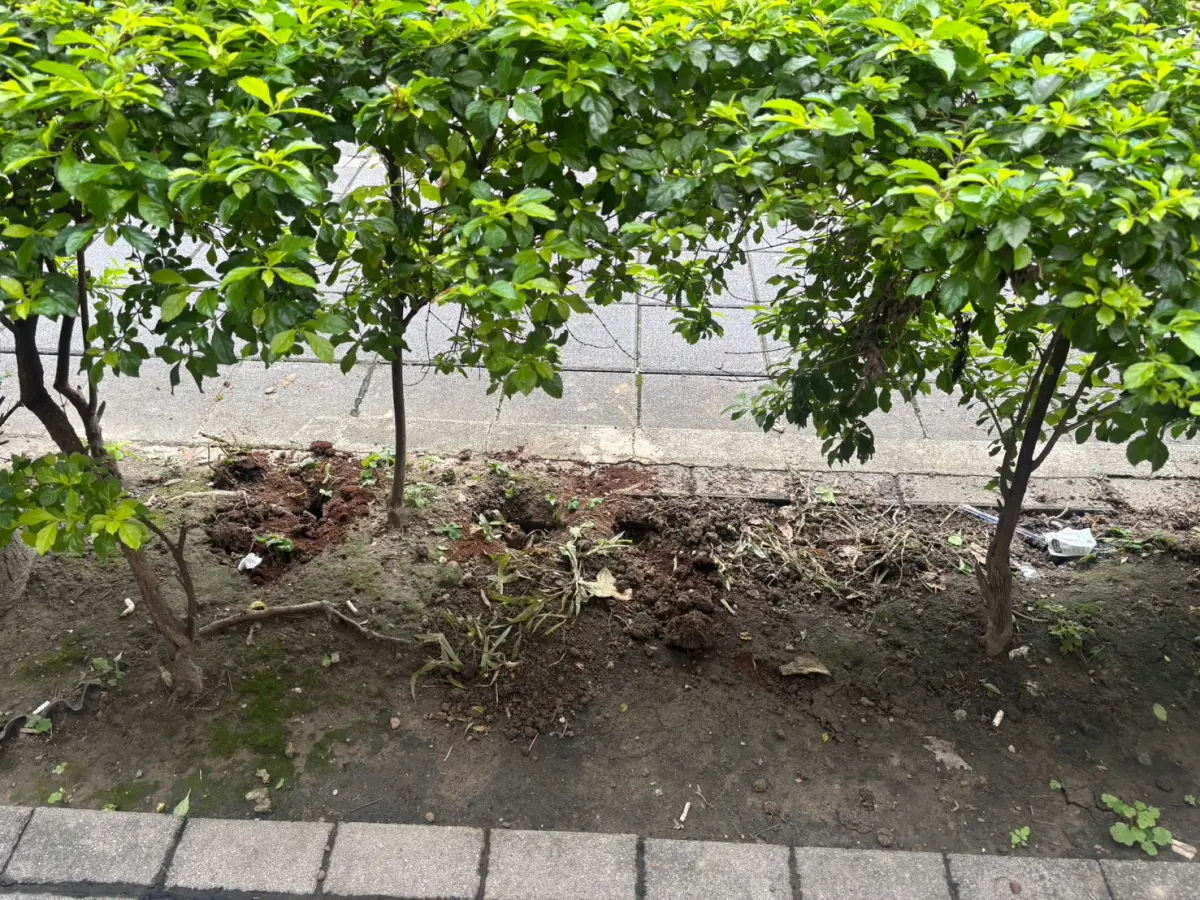 ▲北市議員陳怡君指出，市府補好的鼠洞一樣，土很鬆軟，用枯葉蓋住，質疑表面工夫。（圖／陳怡君辦公室提供）