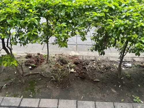 北市稱填3815處鼠洞！陳怡君批表面工夫：鳥屍加深病媒傳染疑慮