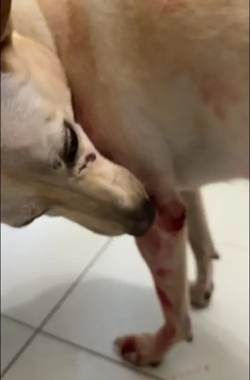 ▲新北市板橋區一處民宅日前發生虐狗案件，飼主同居男友因遭犬隻咬傷，竟情緒失控持水果刀攻擊QQ，造成臉部與前肢重傷。（圖／取自新北市動保處）
