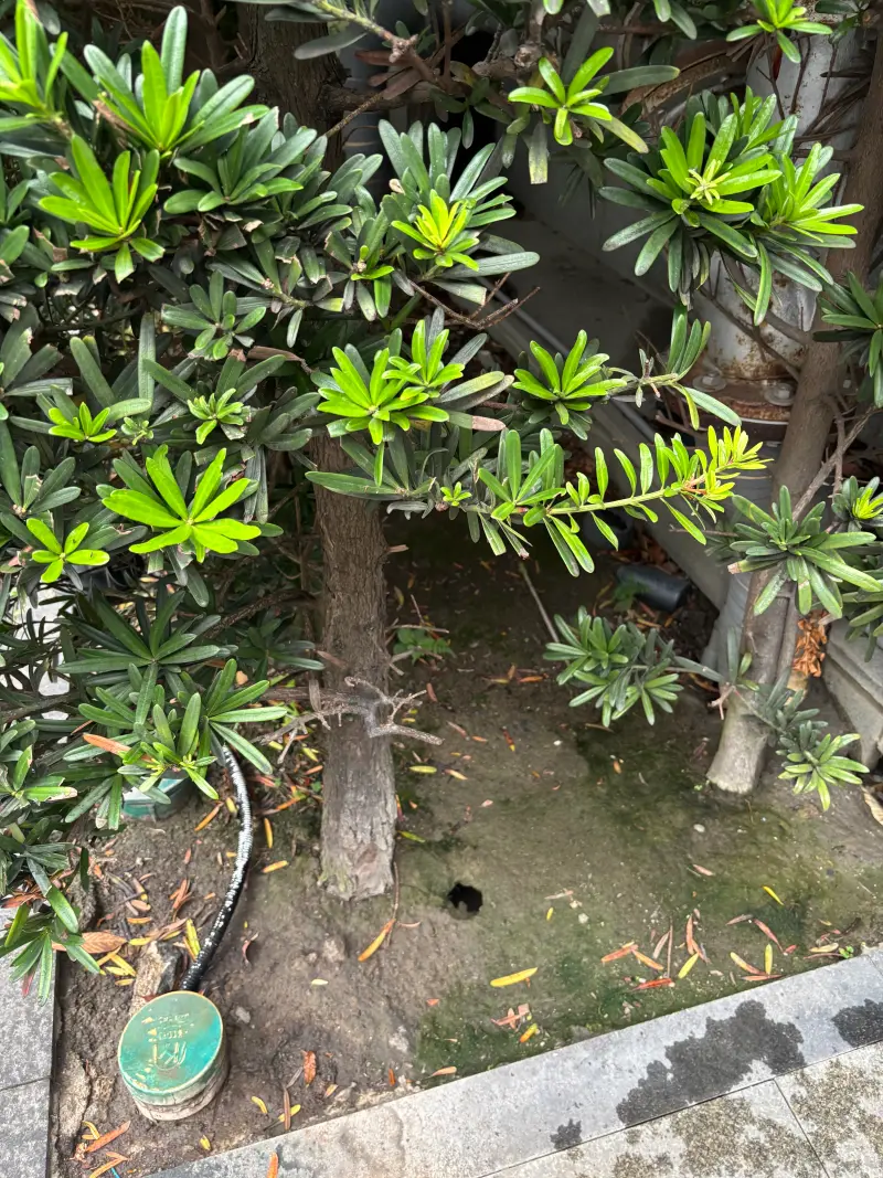    ▲台北市公園花圃出現老鼠洞。（圖／陳怡君辦公室提供）  