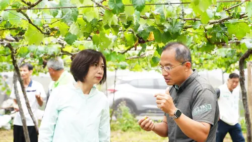 極端氣候重創台中葡萄　藍綠促從速災損救助