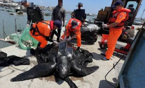 嘉義驚見200公斤「海洋巨獸」！竟是全球瀕危革龜　野放畫面曝光