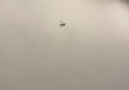 ▲今（13）日下午受到鋒面影響，北部地區開始下起大雨。而到了晚上開燈之後，許多民眾家裡開始出現「大水螞蟻」亂飛。（圖／記者潘毅攝）