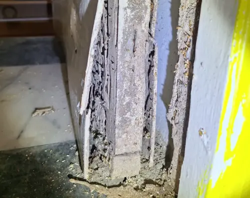 ▲台灣常見的白蟻有五種，會對居家環境造成危害的主要是「台灣家白蟻」與「格斯特家白蟻」兩個品種。（圖／threads@zhongtai0224）