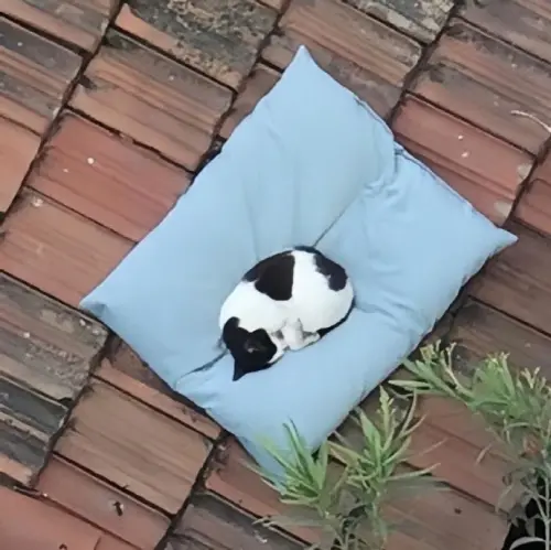 ▲有住戶原本只是失手把陽台枕頭掉到樓下遮雨棚，沒想到過幾天再低頭查看時，發現枕頭早已被一隻奶牛貓占據。（圖／翻攝自微博）