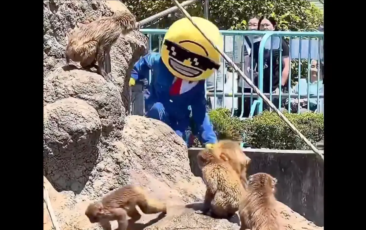 ▲昨（17）日驚傳有兩位美國人翻越日本千葉縣市川市動植物園柵欄硬闖猴山，其中一人身穿詭異玩偶裝，讓猴群嚇得四散奔逃。（圖／翻攝自X）