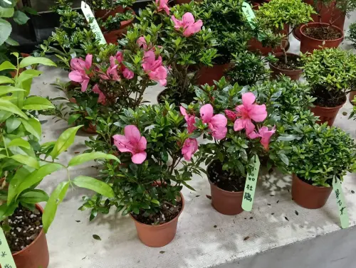 ▲百合花、蘇鐵、杜鵑花和長壽花，對貓咪來說是劇毒，僅需接觸極少量花粉，便可能在短時間內引發急性腎衰竭。（圖／新北動保處）