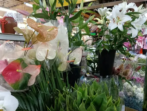 ▲百合花全株對貓咪來說都是劇毒， 僅需極少量即會引發急性腎衰竭。（圖／新北動保處）