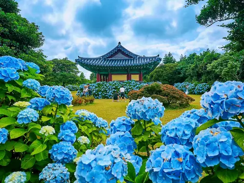 ▲ 可樂旅遊祭出韓國買一送一優惠，暢遊神話世界樂園，也能欣賞夢幻繡球花。（圖／濟州觀光公社提供）
