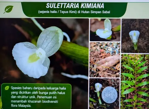 ▲馬來西亞砂拉越森林保護區發現新的薑科植物，名為Sulettaria kimiana。（圖／翻攝自The Star）
