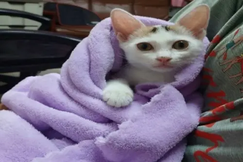 ▲▲。（圖／動保處提供）