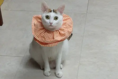 飼主領錢了！新北寵物補助開跑「最高領1200元」　申請方式、資格