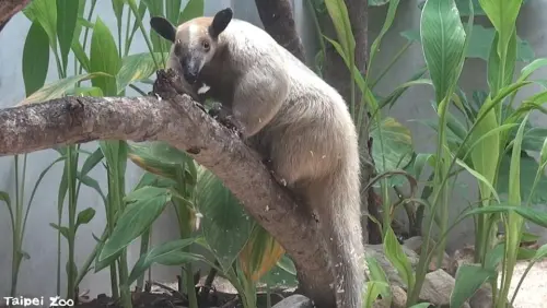 北市動物園「食蟻獸黑妞」不見了！逃家3天找不到　急發協尋公告